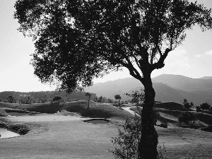 Course, trees, Field