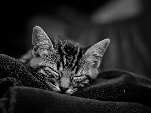 coverlet, sleepy, cat