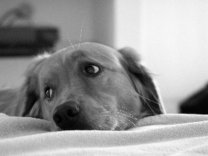 coverlet, dog, White