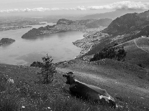 Meadow, Cow, lake, Hill, Mountains