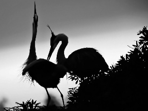 dawn, cranes