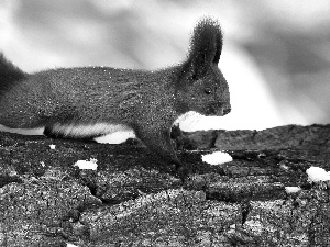 crest, squirrel, ears