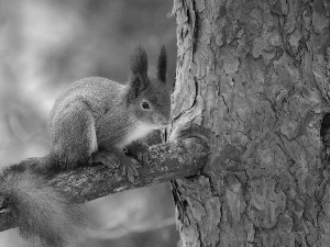 squirrel, branch, crest, trees