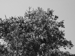 Crimson Bottlebrush, Bush