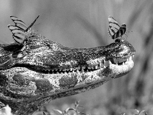 Crocodile, butterflies, Head