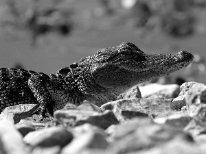 crocodile, rocks, young