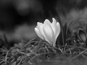 Colourfull Flowers, White, crocus