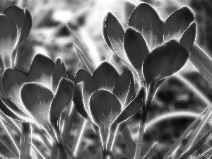 graphics, crocus