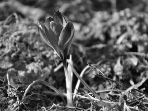 Violet, crocus