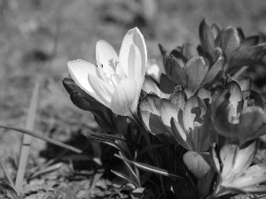 crocus, White, Violet