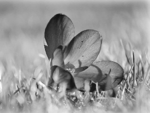 Violet, crocus