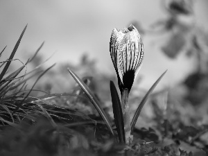 Spring, white Lilac, crocus