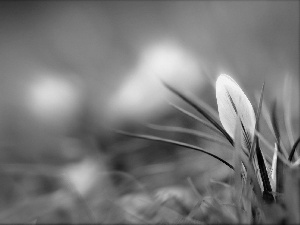 Yellow, crocus