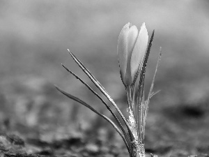 Yellow, crocus