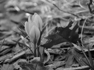 Yellow, crocus