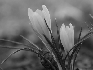 Yellow, crocus