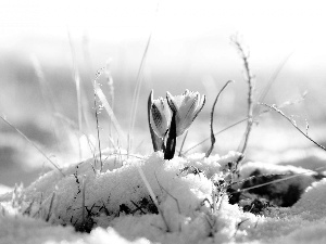 crocus, snow, Yellow