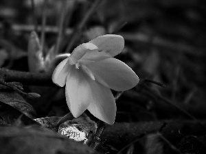 Yellow, crocus