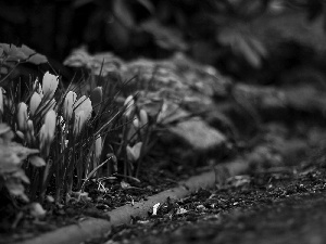 crocuses