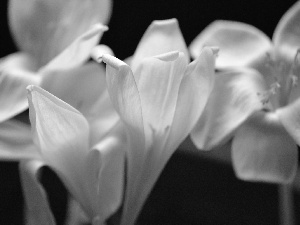 crocuses, White, Autumn