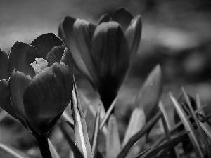 crocuses, purple, Flowers