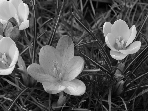 Meadow, crocuses