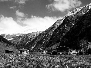 Mountains, Meadow, crocuses, Spring