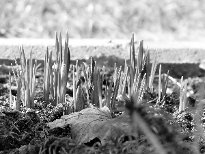 purple, crocuses