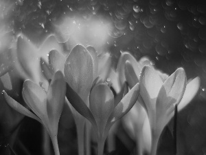 purple, crocuses