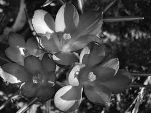 purple, crocuses