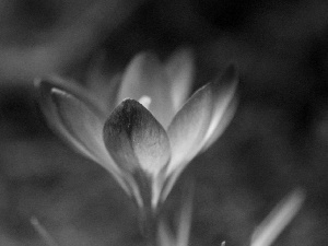 purple, crocuses