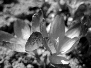 purple, crocuses