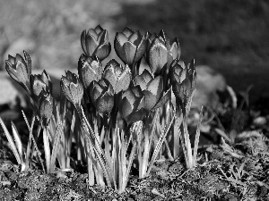 purple, crocuses