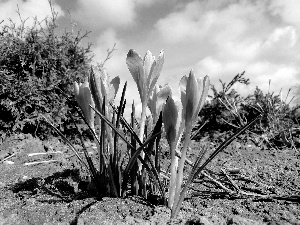 purple, crocuses