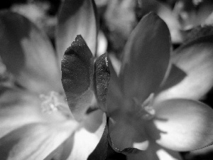 purple, crocuses