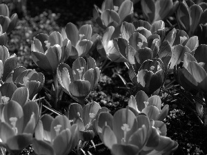 crocuses, Flowers, purple