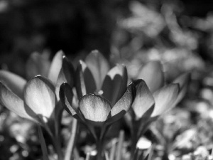 purple, crocuses