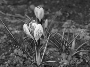 Spring, crocuses