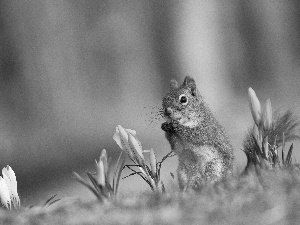 squirrel, crocuses