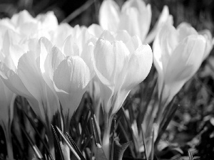 White, crocuses