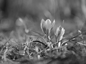 Yellow, crocuses