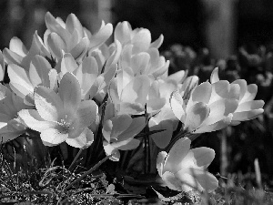 Yellow, crocuses