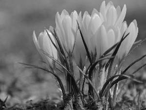 Yellow, crocuses