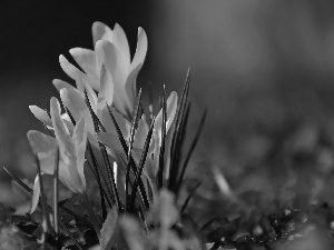 Yellow, crocuses