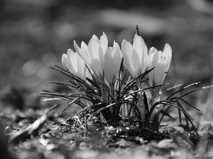 Yellow, crocuses