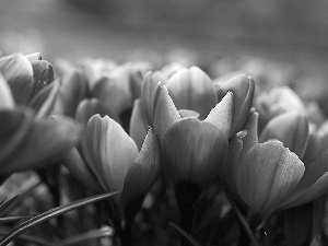 crocuses