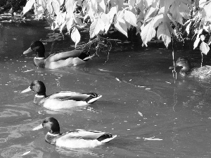 Pond - car, ducks, Cross