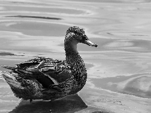 duck, crossing