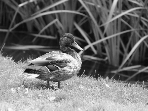 duck, crossing