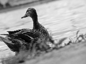 duck, crossword